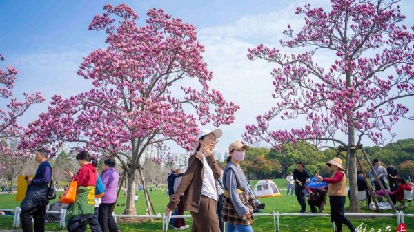 迎来赏花大客流！世纪公园各类春花盛放，樱花下周进入最佳观赏期