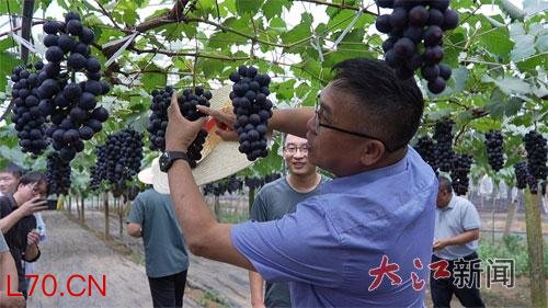 营巢十四载 终观一藤春早